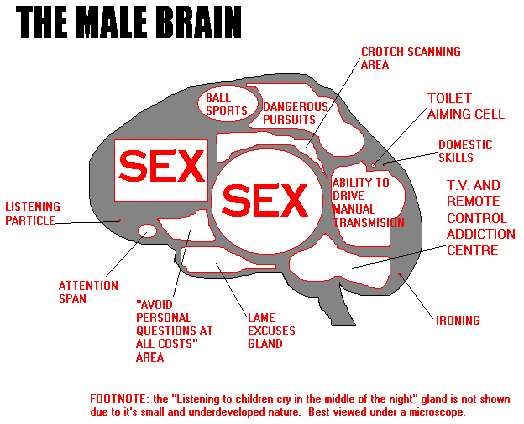 The Male And Female Brain Juliannes Paleo And Zone Nutrition 