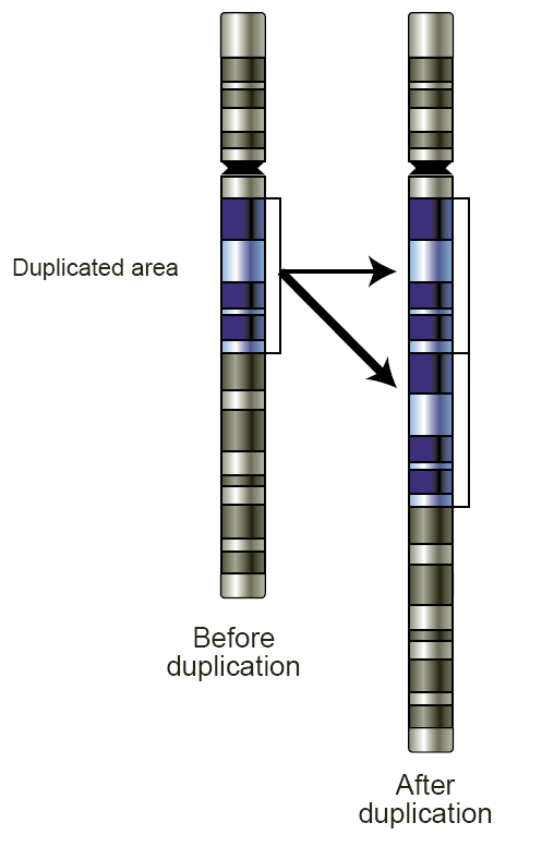 Copy numbers, repeated segments of the same DNA