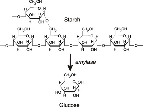 starch-to-glucose
